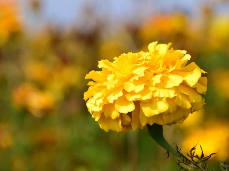 yellow marigold