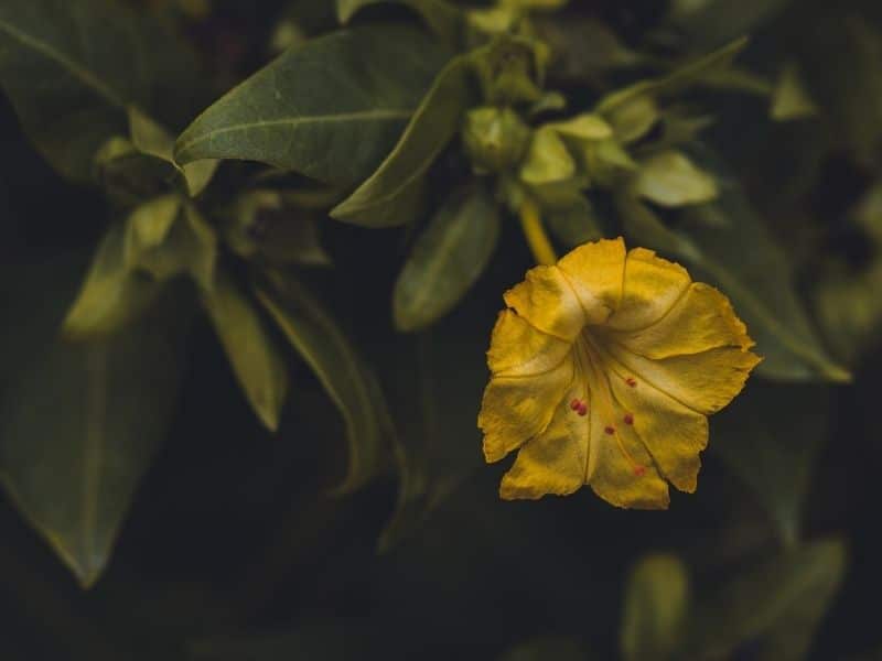 yellow mirabilis jalapa