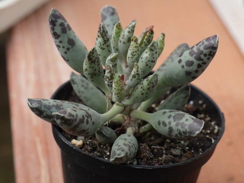 Adromischus cooperi