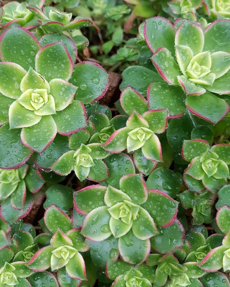 aeonium haworthii kiwi