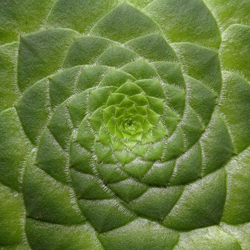 aeonium tabuliforme