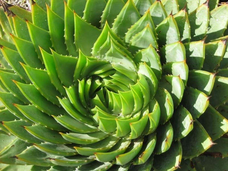 aloe polyphylla