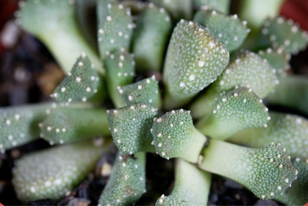 aloinopsis luckhofii