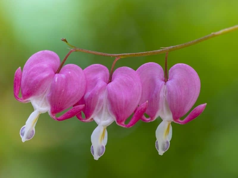 Beautiful Meaning And Symbolism Of Bleeding Heart Flower And Color Florgeous