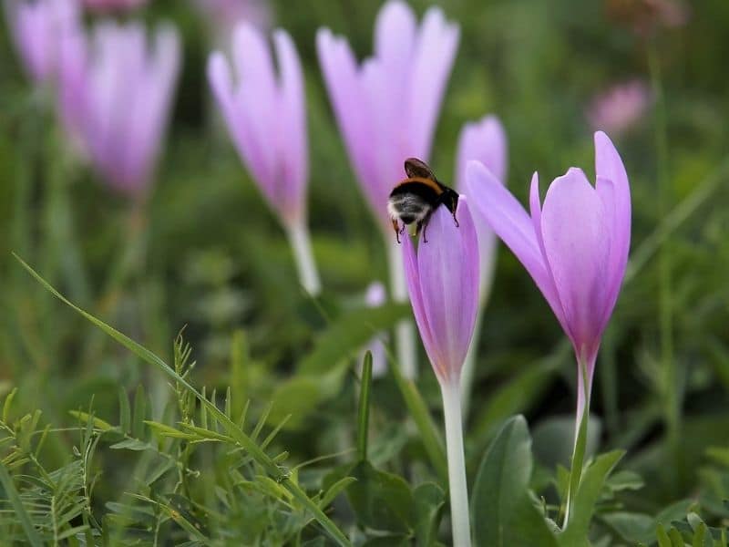 autumn crocus