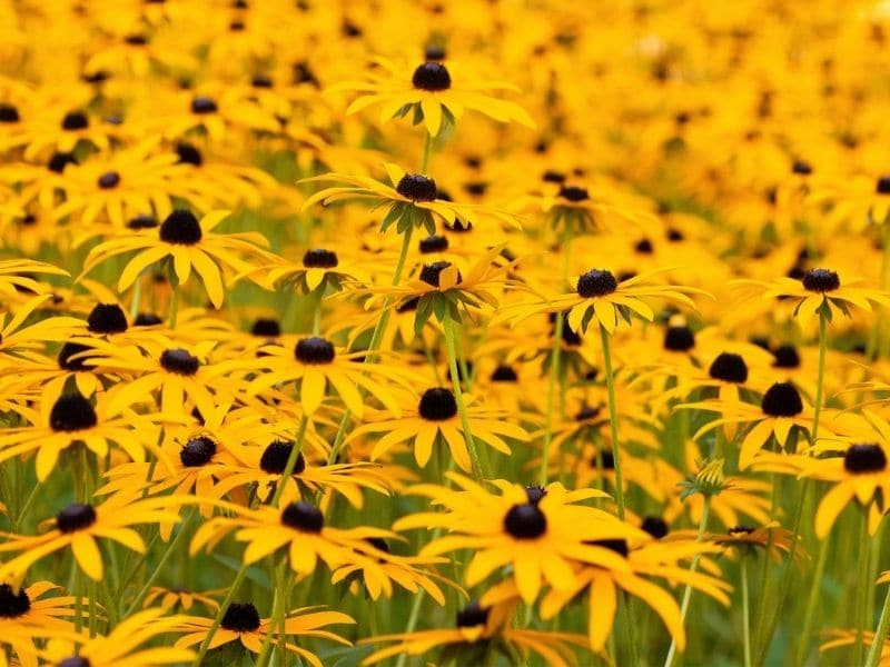 black-eyed susan field