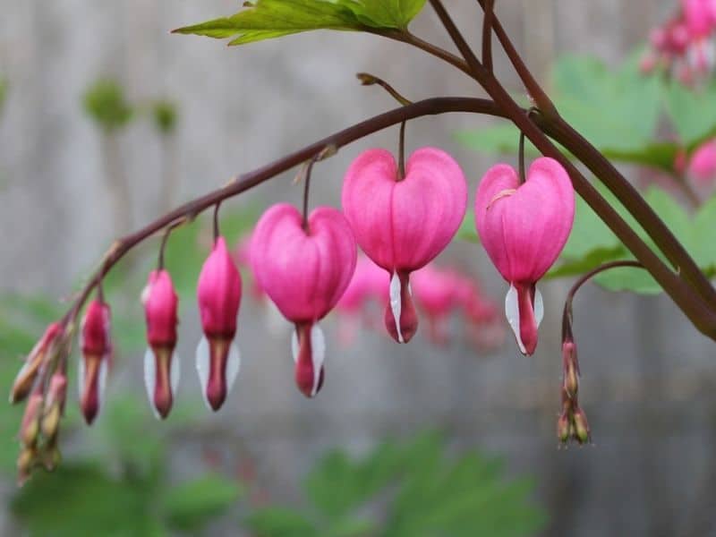 Bleeding Heart care