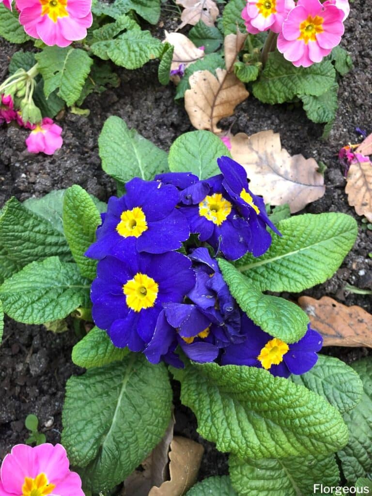 blue primrose flower