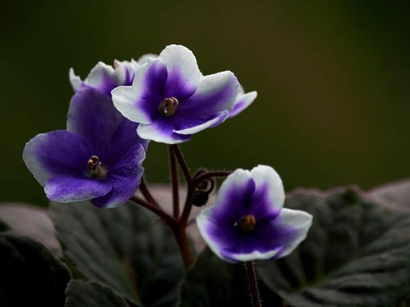 blue viola