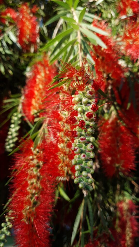 Bottlebrushes