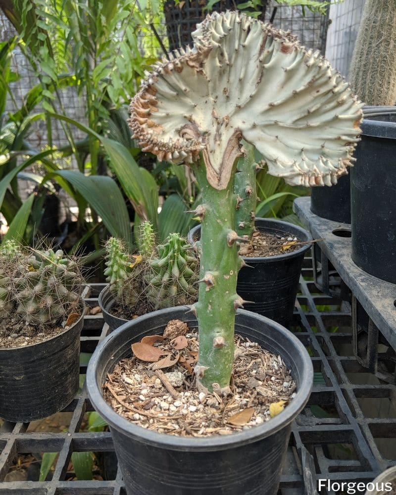 cactus in a pot