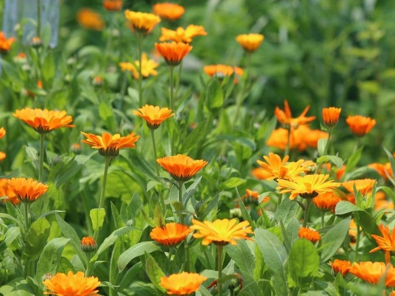 calendula flowers