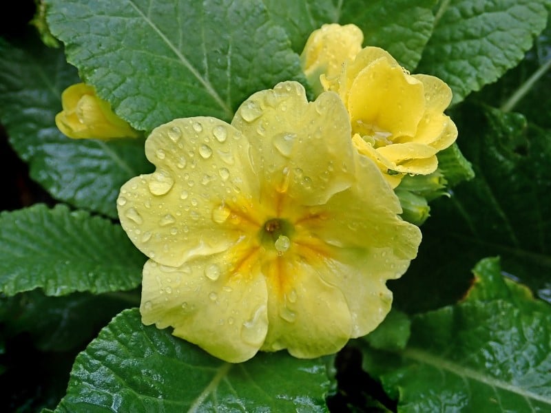 Beautiful Meaning And Symbolism Of Primrose Flower And Color Florgeous