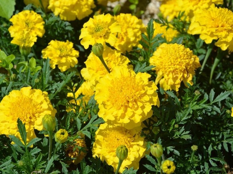 43 Types of Yellow Flowers with Names, Meaning and