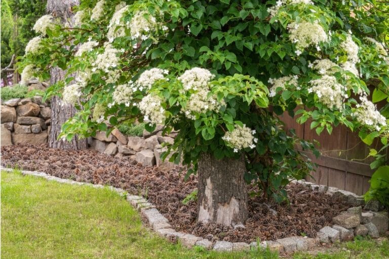 Climbing Hydrangeas (Hydrangea Petiolaris): How to Grow and Care