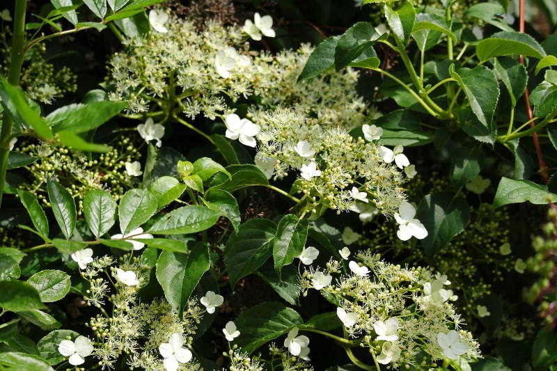 climbing hydrangeas care