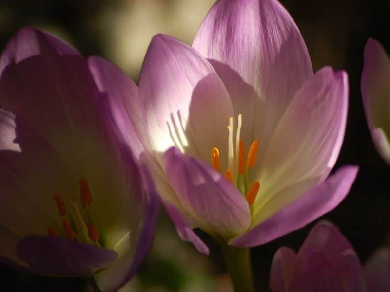 colchicum flowers