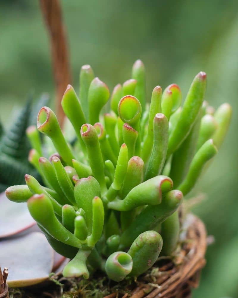 crassula ovata gollum