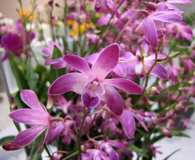 Dendrobium kingianum