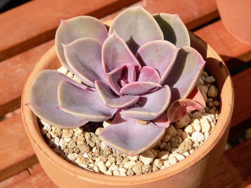 Echeveria Succulent Plant Different Types How To Grow And Care Florgeous