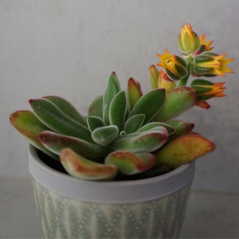 echeveria flower