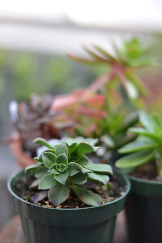 echeveria in a pot