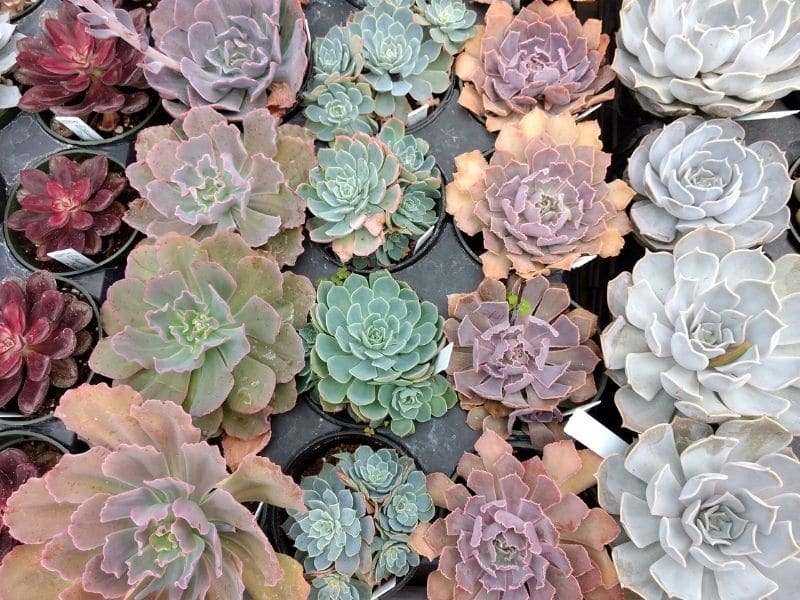 echeveria plants