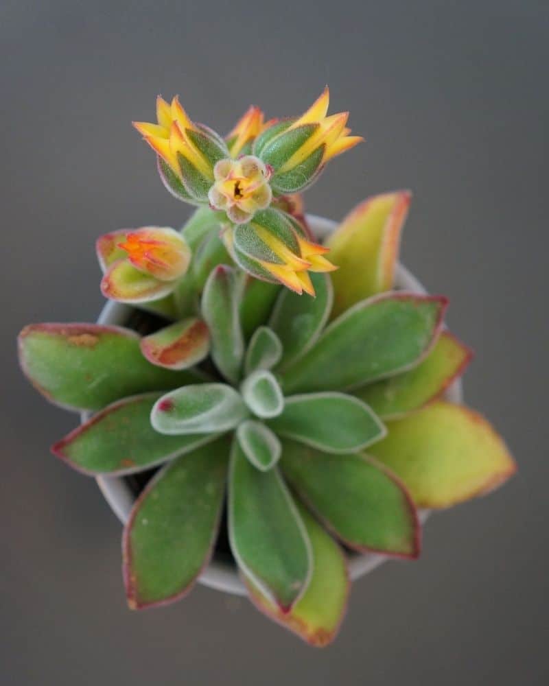 echeveria pulvinata