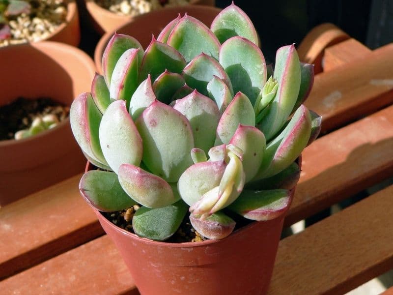 echeveria watering