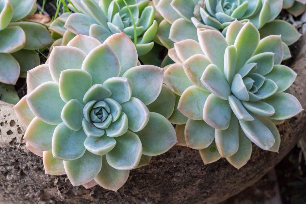 20 Types of Echeveria Plants How to Grow and Care for Beginners ...