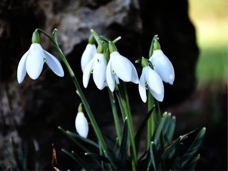 Snowdrop Flowers (Galanthus): Types, How to Grow and Care | Florgeous