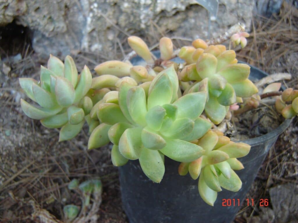 golden sedum