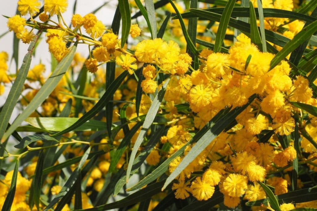 golden wattle