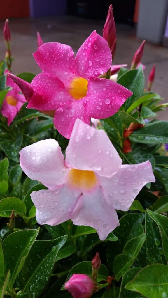 Mandevilla Vine Plant How To Grow And Care For Beginners Florgeous