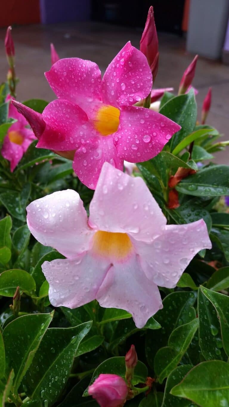 Mandevilla Vine Plant How to Grow and Care for Beginners