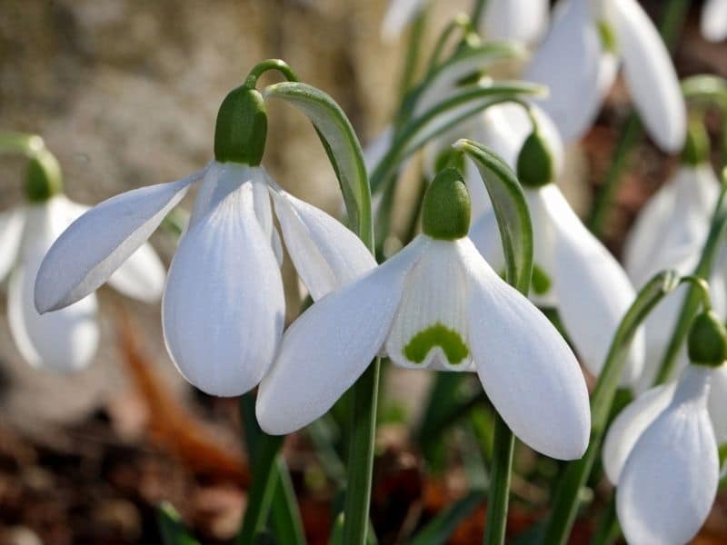 grow snowdrops