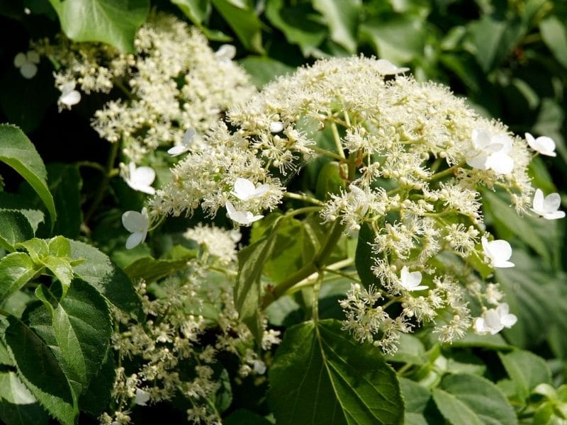 hydrangea petiolaris