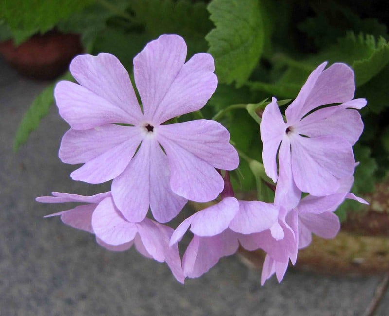 japanese primrose