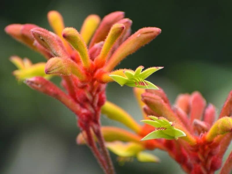 Kangaroo Paw