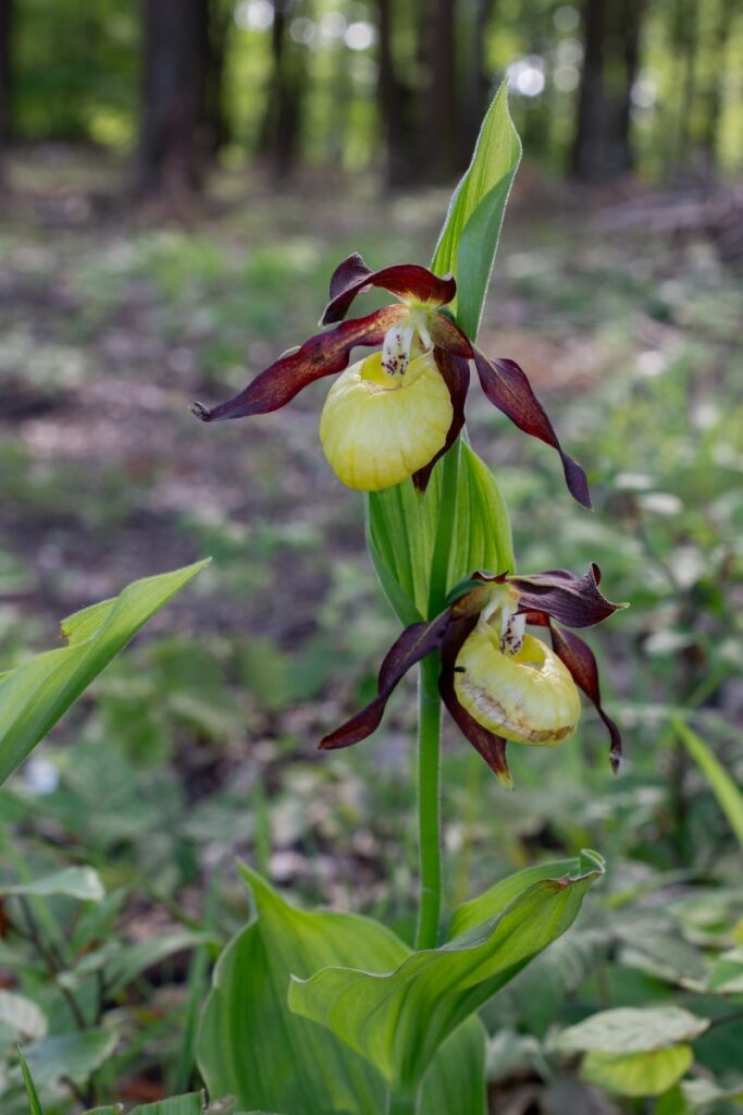 Lady's slipper orchids