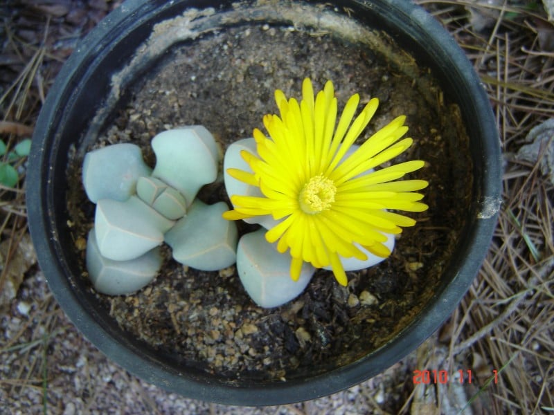 lapidaria margaretae care