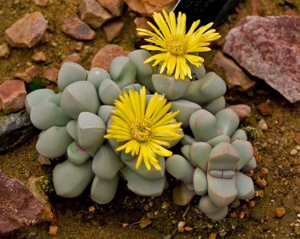 lapidaria margaretae