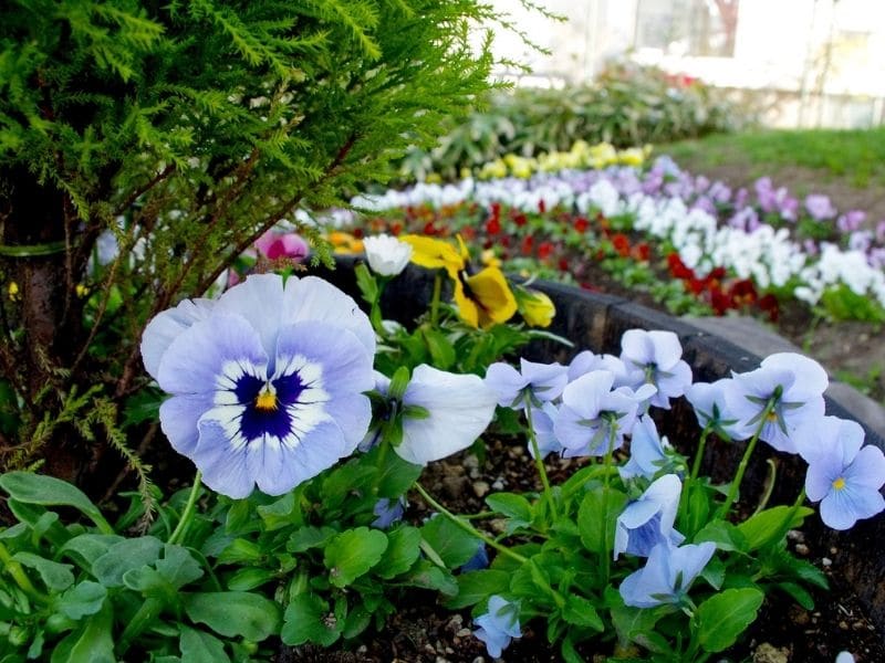 light blue pansies