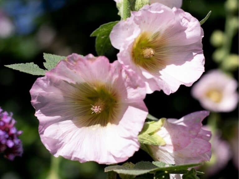 5 Best Biennial Flowering Plants You Can Grow | Florgeous