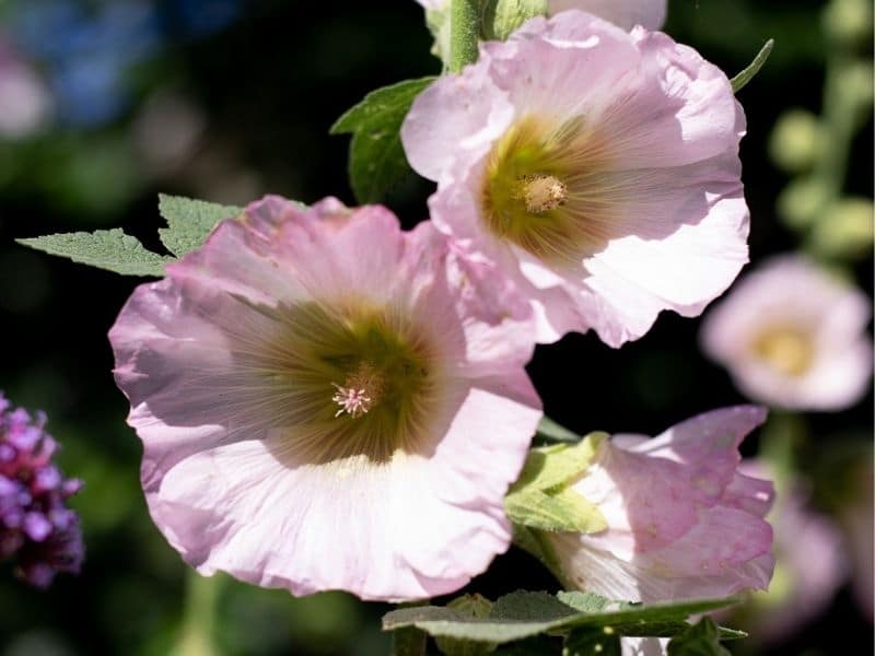 light pink hollyhocks