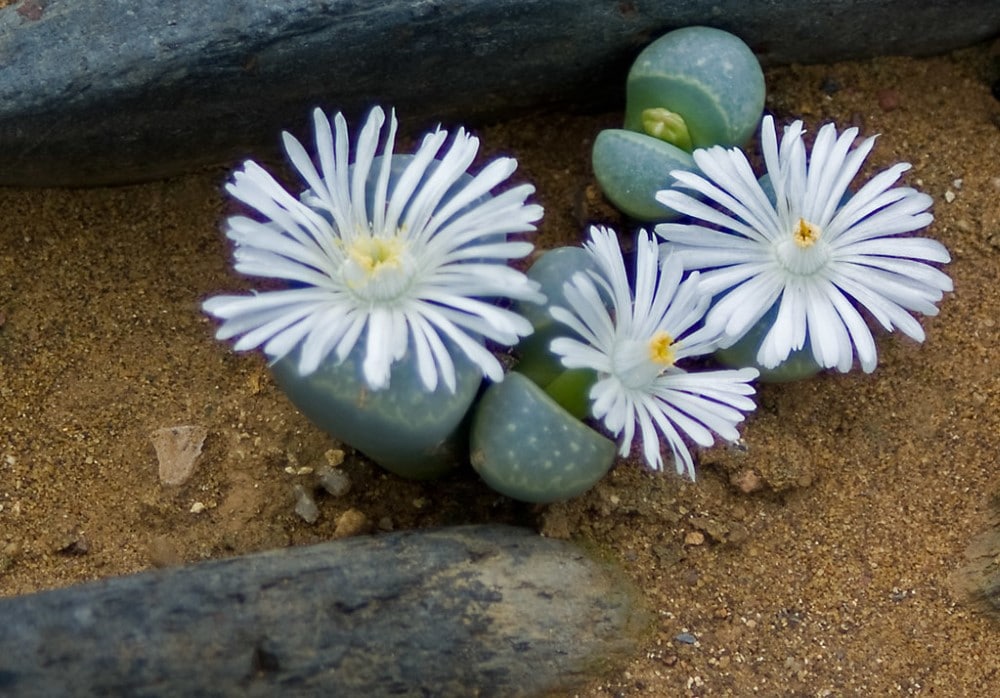 Lithops helmutii