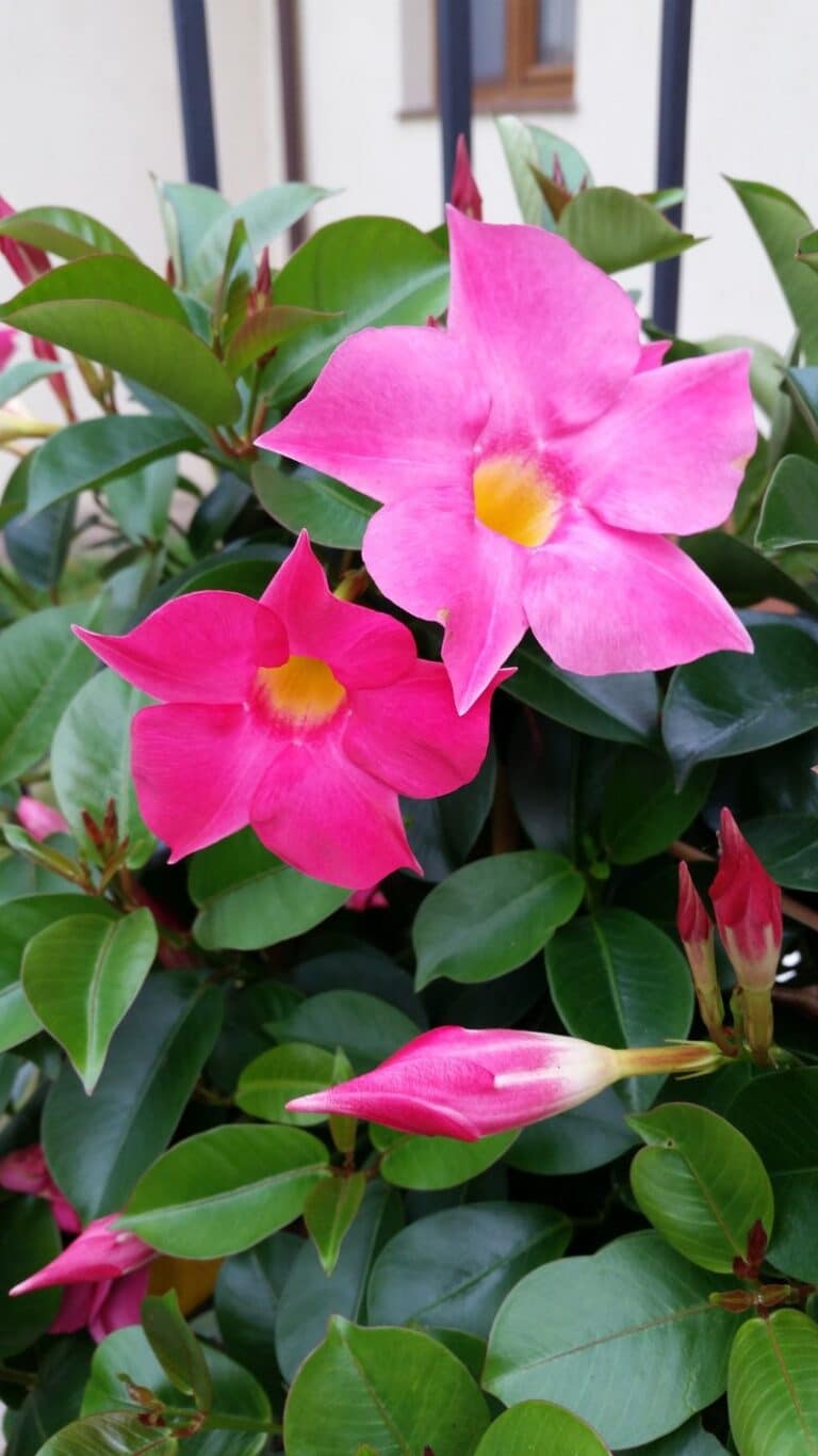Mandevilla Vine Plant How to Grow and Care for Beginners