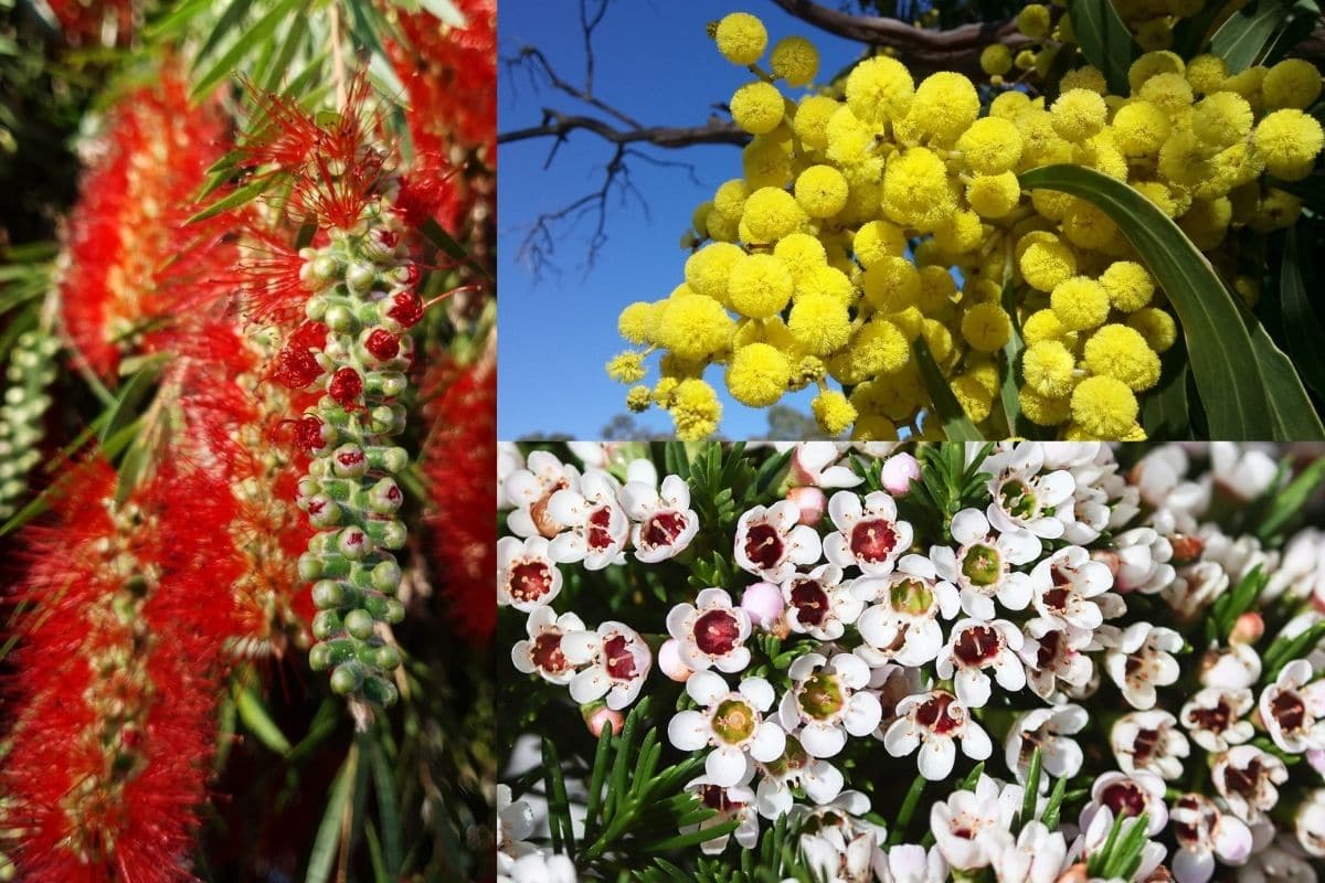 Popular Australian Native Plants Image To U