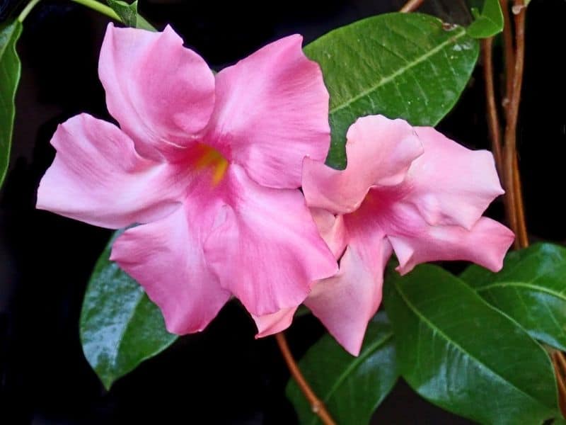 pink mandevilla flower