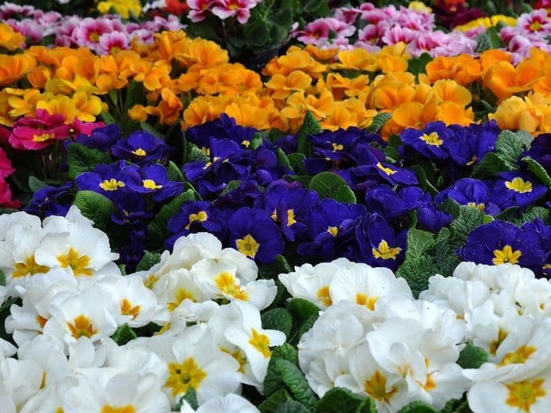 primrose in different colors